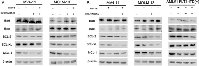 HHT combination ibrutinib inhibits BCL-2 family signaling.