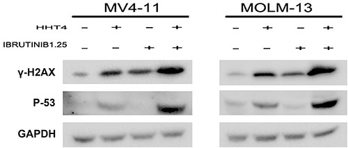 The synergistic effects increased &#x03B3;H2AX and p53.