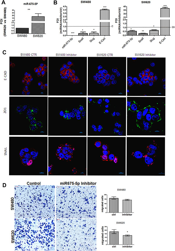 miR-675-5p inhibitor reduces metastatic features and promotes epithelial phenotype.