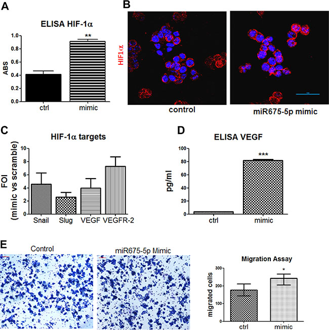 Gain of function suggests a critical role of miR-675-5p on colon cancer aggressiveness.