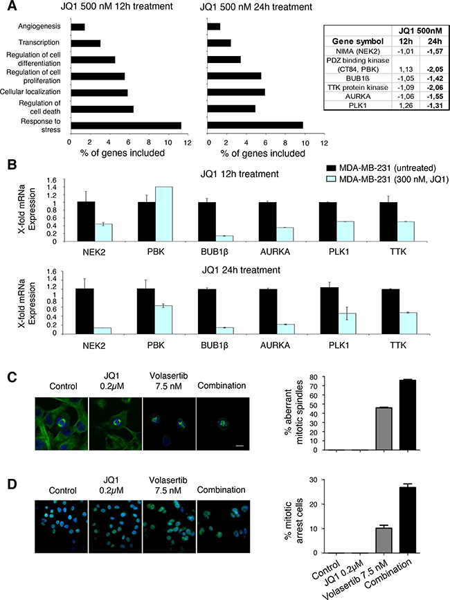 Downregulation of mitotic kinases by BET inhibitor and Induction of mitotic catastrophe with the combination.