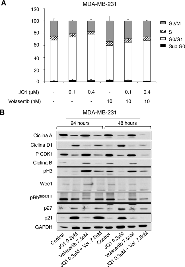 Effect of JQ1 and Volasertib on cell cycle in MDA-MB-231.