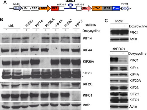 Inducible knockdown of selected mitotic kinesins and PRC1 in MDA-MB-231 cells.