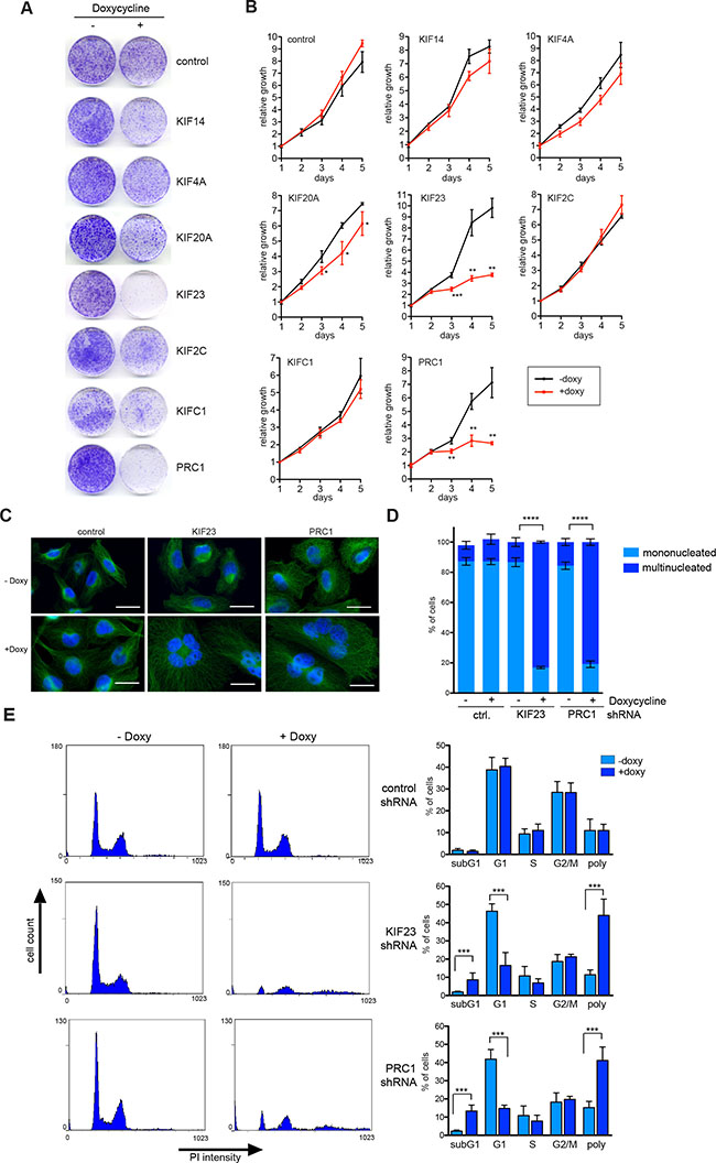 KIF23 and PRC1 are required for proliferation of MDA-MB-231 cells.