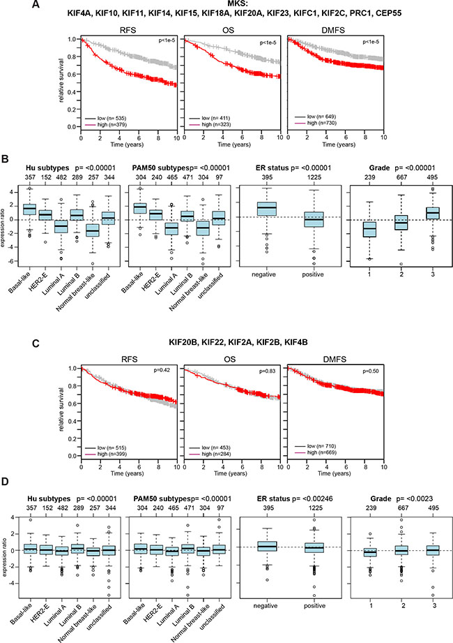 Expression of the mitotic kinesins signature (MKS) is linked to clinical outcome of breast cancer patients and is enriched in specific cancer subtypes.