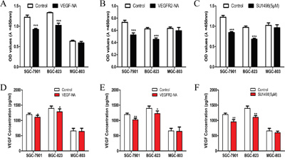 Inhibition of VEGF-VEGFR2 signaling decreased cell proliferation and VEGF secretion in gastric cancer cell lines.