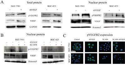 Exogenous VEGF promoted pVEGFR2 nuclear translocation.