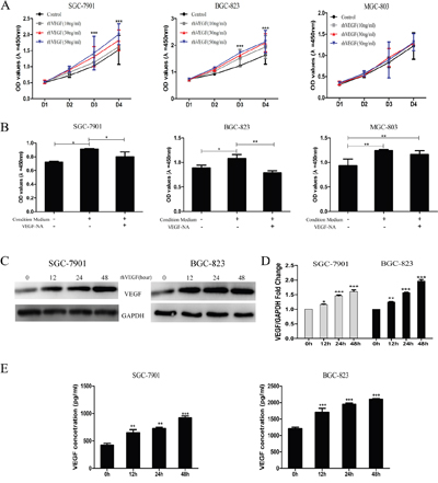 Autocrine VEGF signaling promoted cell proliferation and its own production in gastric cancer cells.