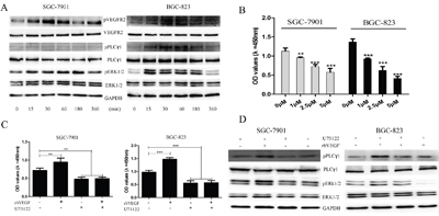 Autocrine VEGF signaling promoted cell proliferation through a VEGFR2-PLC&#x03B3;1-ERK1/2 pathway in GC.