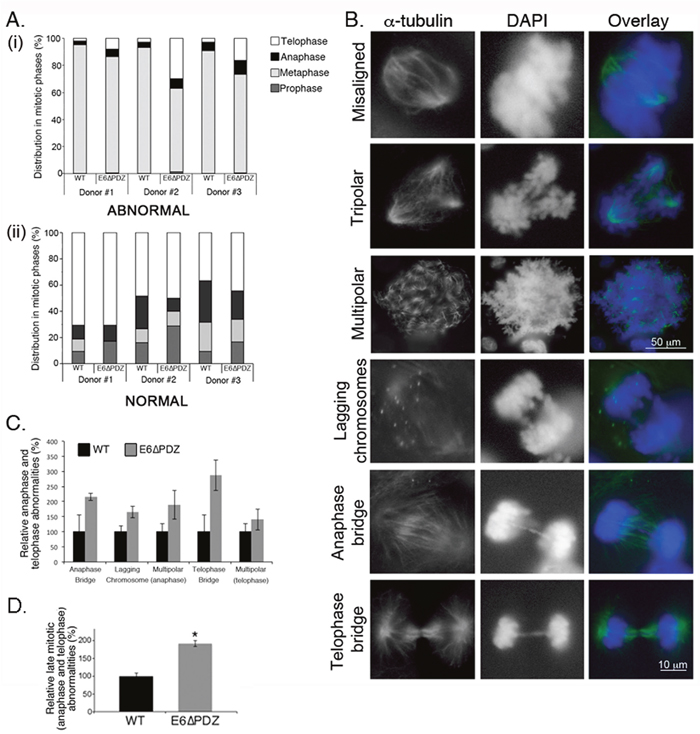 Loss of E6 PBM function leads to an enhancement in the frequency of abnormal cells progressing into anaphase and telophase.