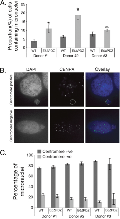 Increased micronuclei formation associated with E6&#x0394;PDZ genome-containing cells.