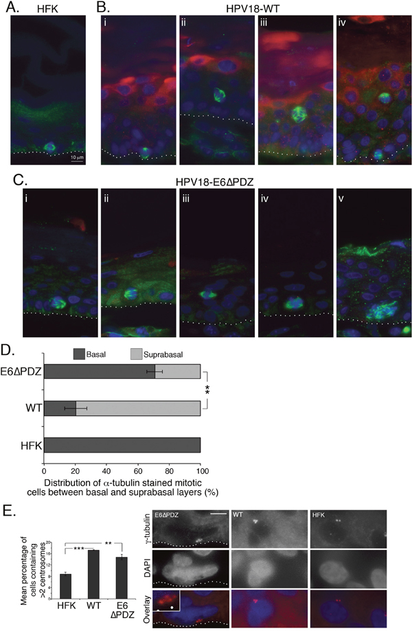 Loss of E6 PBM function is associated with an alteration in the distribution of &#x03B1;-tubulin stained mitotic cells between basal and surpabasal cell layers of organotypic rafts.