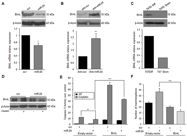 MiR-24 mediates cisplatin resistance by down-modulating BimL.