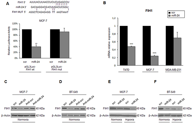 MiR-24 regulates hypoxia pathways by targeting FIH1.