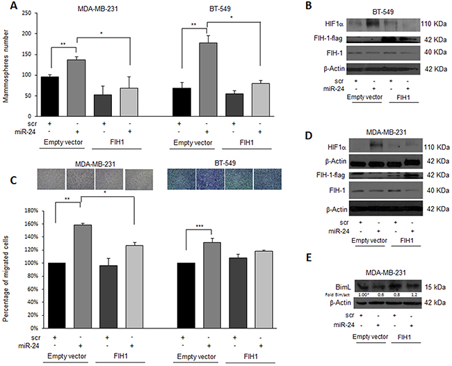 FIH1 rescues the effects of miR-24 on mammosphere formation and cell migration during hypoxia.