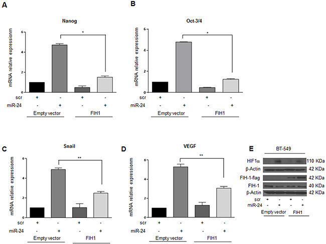 FIH1 reverts the effects of miR-24 on stem markers and on HIF1&#x03B1; in BT-549 cells during hypoxia.