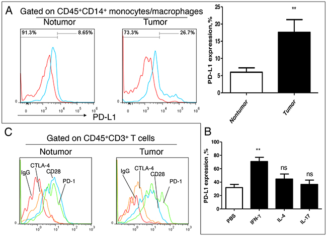 Effect of IFN-&#x03B3; on PD-1/PD-L1 signal in lung cancer microenvironment.