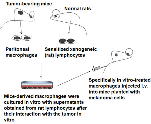 Xenogeneic activation of macrophages strategies.
