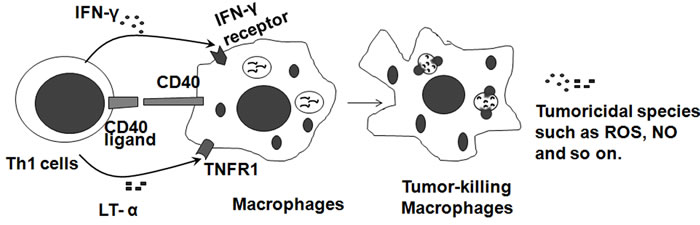Tumoricidal macrophages are induced by Th1 cells.