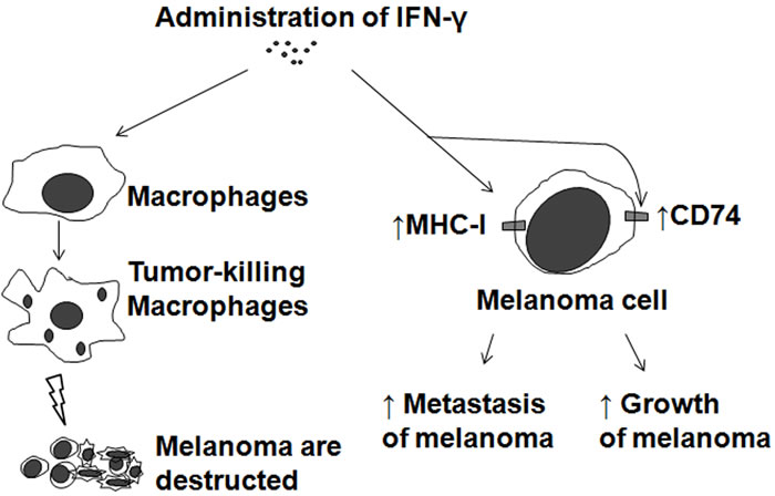 Biphasic effects of IFN-&#x3b3; on melanoma.