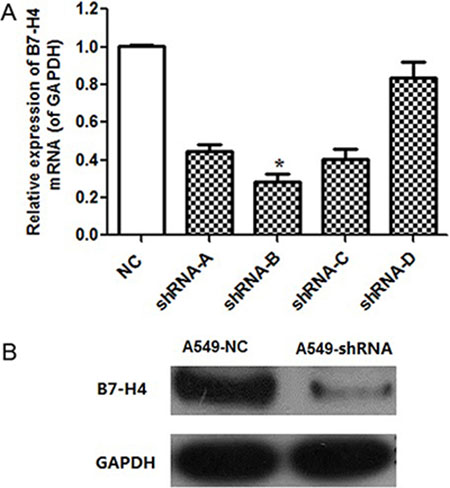 B7-H4 knockdown effect in mRNA and protein level.