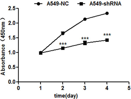 B7-H4 shRNA inhibits cell proliferation by CCK-8 assay 1&#x2013;4 days.