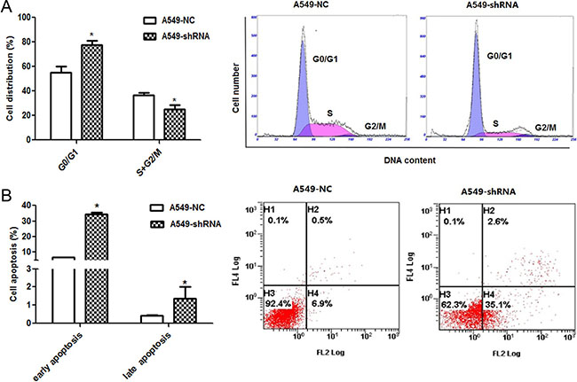 Effect of B7-H4 shRNA on cell circle distribution and apoptosis in A549 cells.