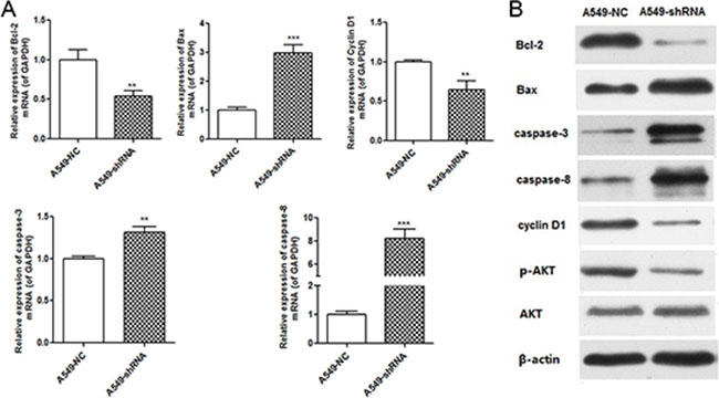 B7-H4 RNAi influenced expression of molecules associated with cell cycle and apoptosis.