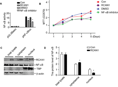 RCAN1 suppressed viability of glioma cells through inhibiting NF-&#x03BA;B signaling pathway.