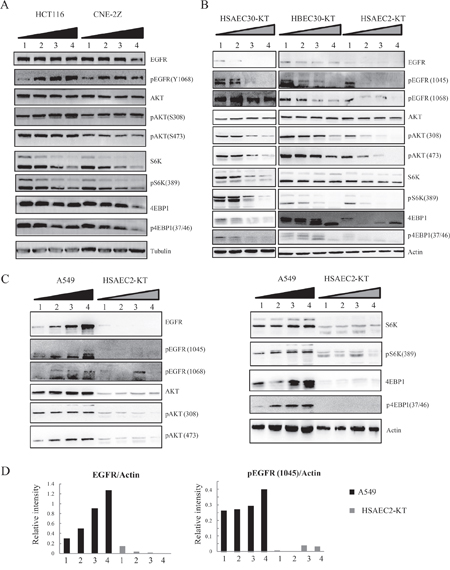 Cell density differentially affects the EGFR-Akt-mTOR pathway in cancer vs non-cancer cells.