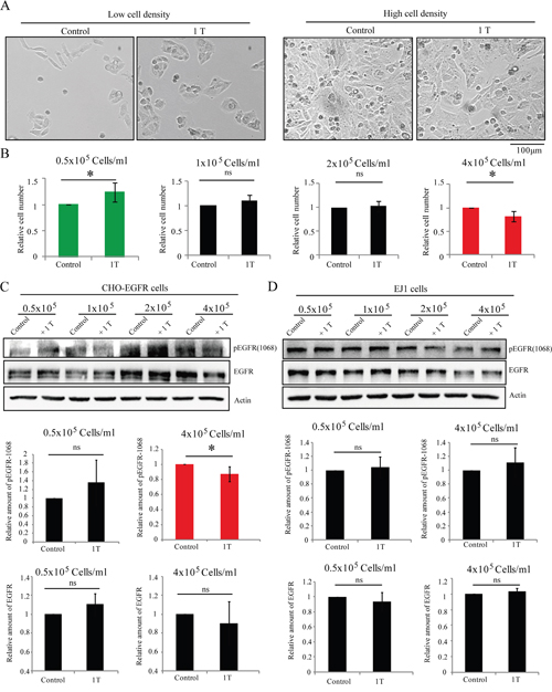 The EGFR expression influences SMF-induced cell proliferation effects.