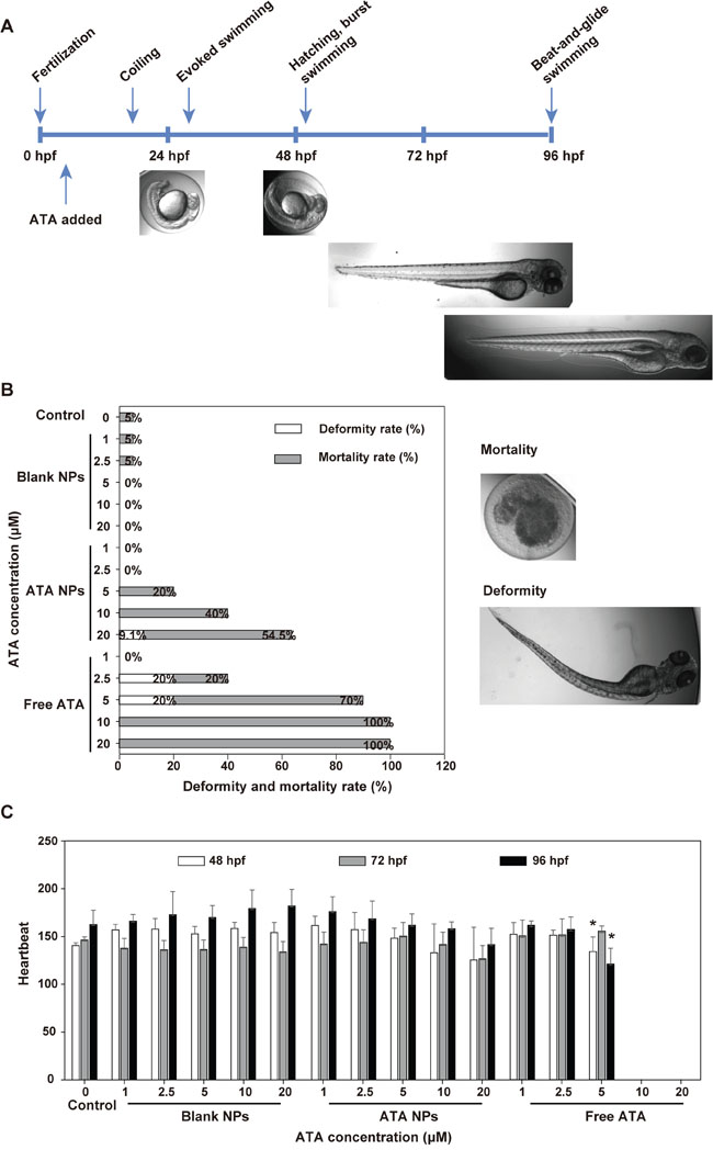 Toxicity of ATA NPs in zebrafish.