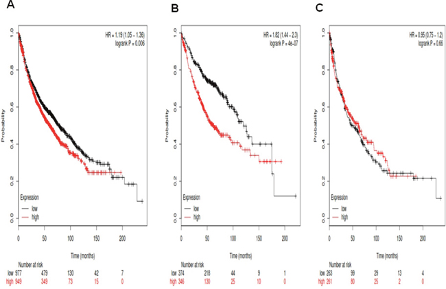 Determination of prognostic value of Notch3 mRNA expression in the database.