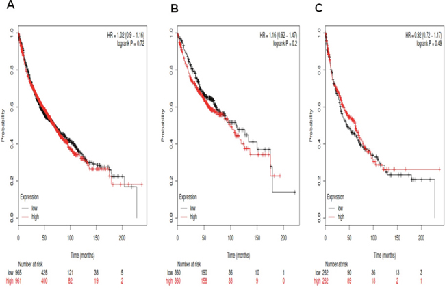 Determination of prognostic value of Notch3 mRNA expression in the database.