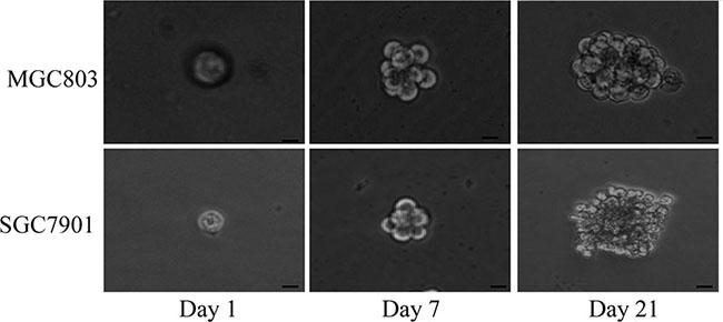 MGC803 and SGC7901 gastric cancer cells formed floating, self-renewing spheroid bodies.