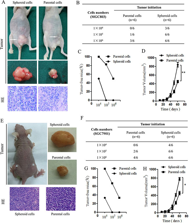 Tumorigenic capacity of MGC803 spheroid cells innude mice.