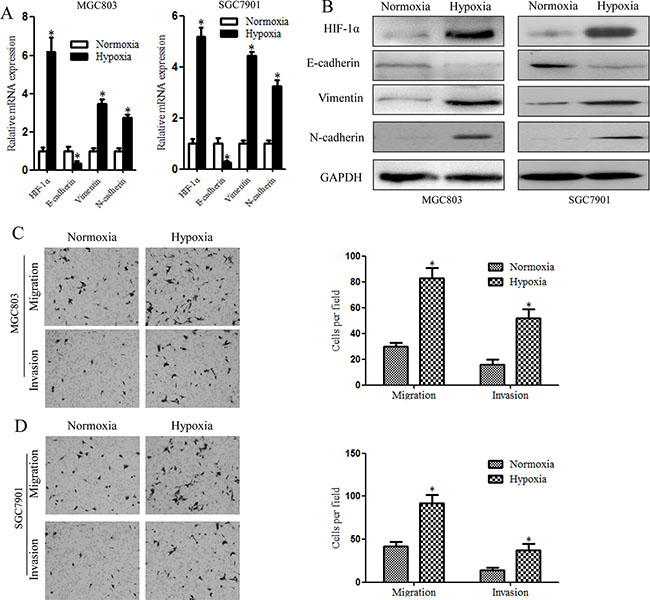 Hypoxia-induced EMT in gastric cancer stem cells, as illustrated by higher levels of EMT-related molecules and increased cell invasiveness.