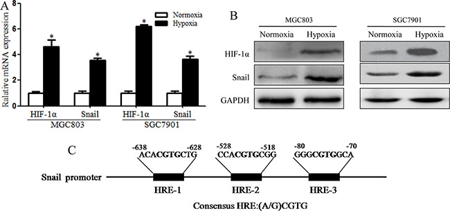 Snail expression was induced by HIF-1&#x03B1; in hypoxia-induced MGC803 and SGC7901 spheroid cells.