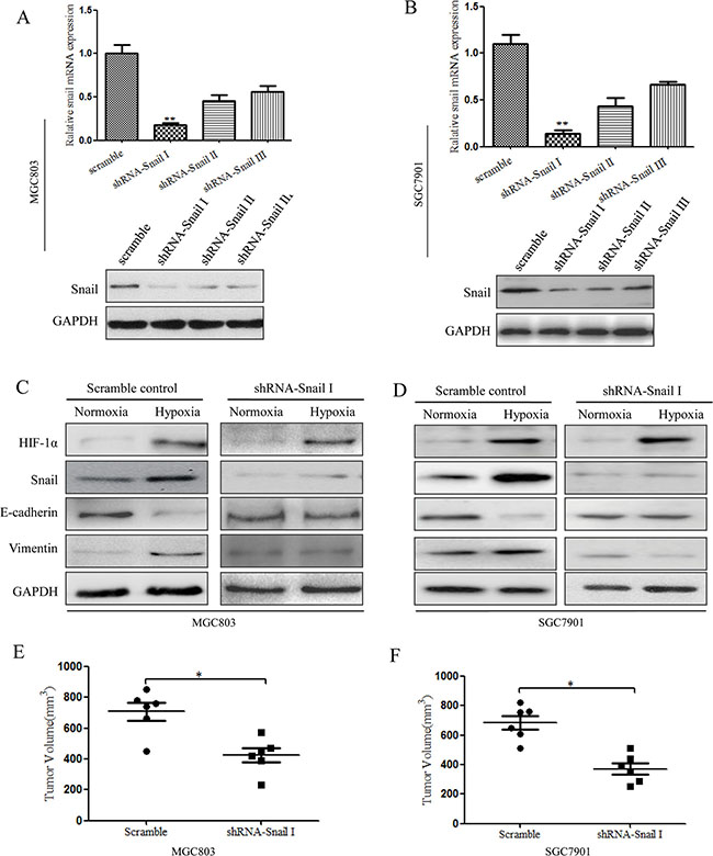 Inhibition of Snail signaling under hypoxia can suppress HIF-1&#x03B1;-induced EMT in CSCs.