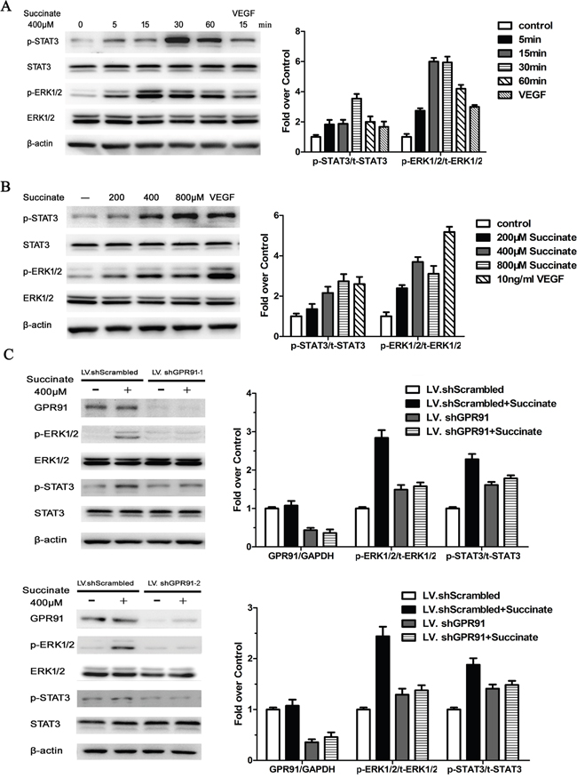 Succinate activates ERK1/2 and STAT3 signaling through GPR91 in pHUVECs.