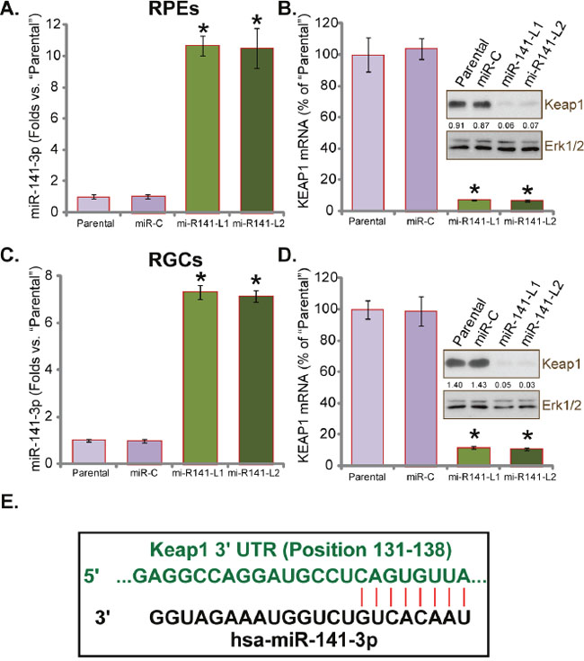 miR-141 expression downregulates Keap1 in human RPEs and RGCs.
