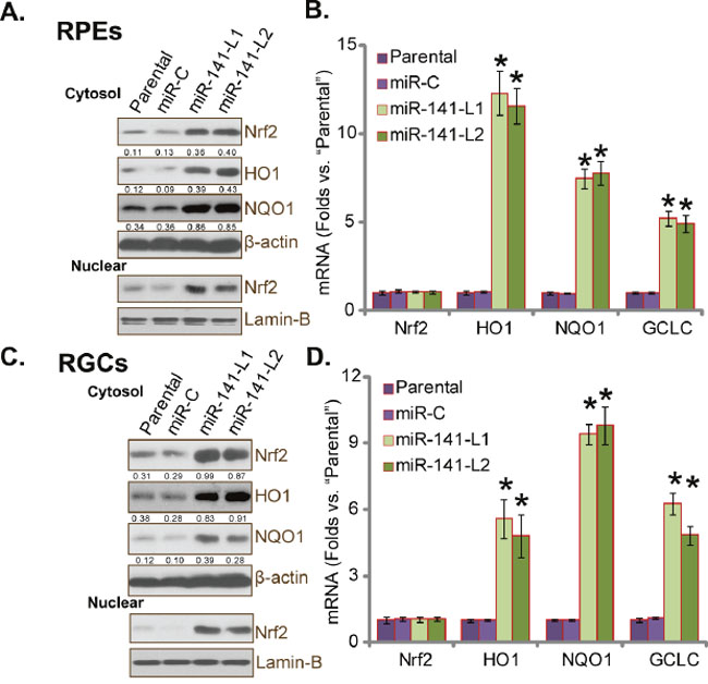 miR-141 expression stabilizes and activates Nrf2 in human RPEs and RGCs.