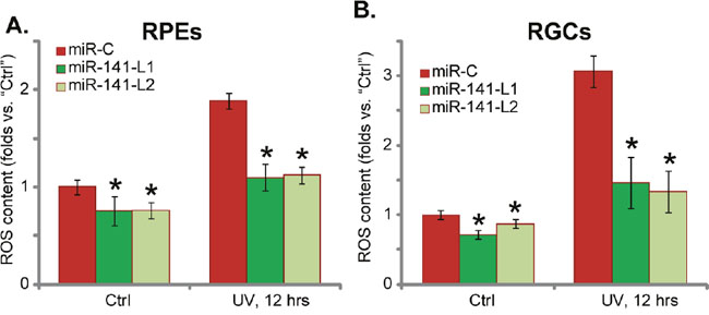 miR-141 expression inhibits UV-induced ROS production in RPEs and RGCs.