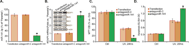 antagomiR-141 downregulates Nrf2 and sensitizes UV damages in RPEs.