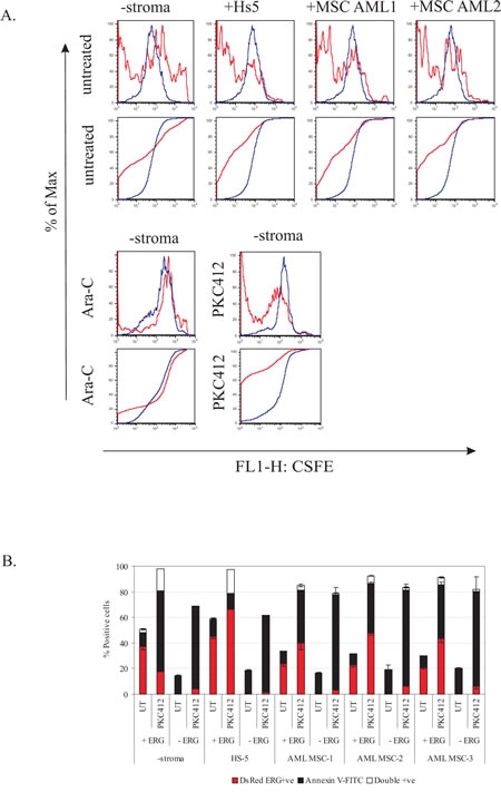 ERG-mediated drug resistance is enhanced by the presence of HS-5 and AML MSCs.