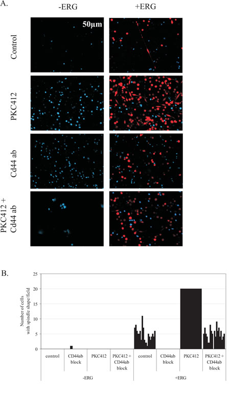 Spindle shape formation induced by ERG overexpression is inhibited by a CD44 blocking antibody.