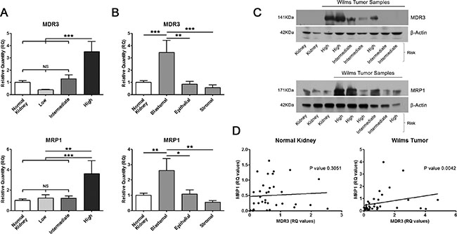 Overexpression of MDR3 and MRP1 in tumour samples correlated with poor prognosis.