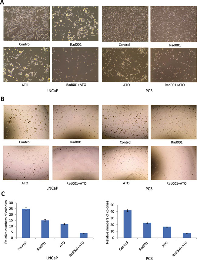 The combination of Rad001 and ATO can synergistically inhibit the colony formation in prostate cancer cells.