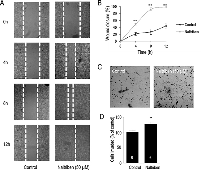 U87 cell migration and invasion were enhanced by naltriben.