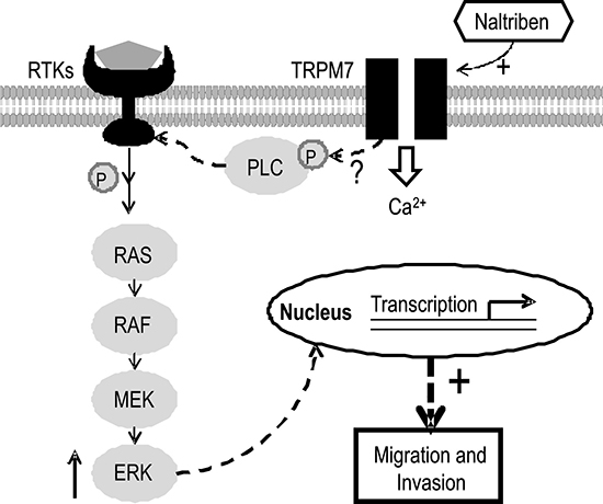 Schematic model illustrating the cellular signaling involved in the effects of TRPM7 potentiation on U87 migration and invasion.